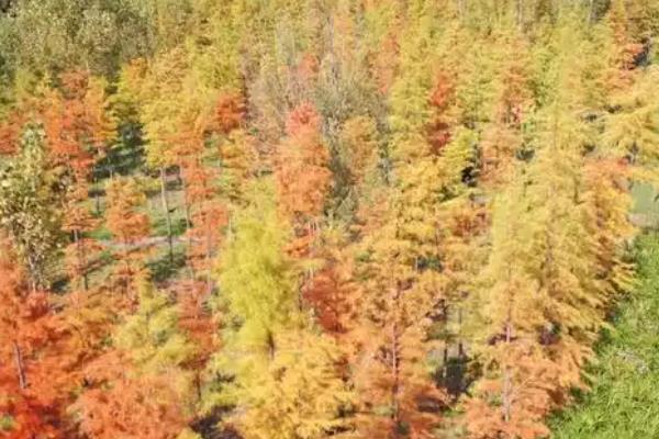 落叶处理的方法，最佳方法是收集到编织袋内