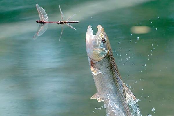 马口鱼的刺有没有毒，马口鱼的刺没有毒