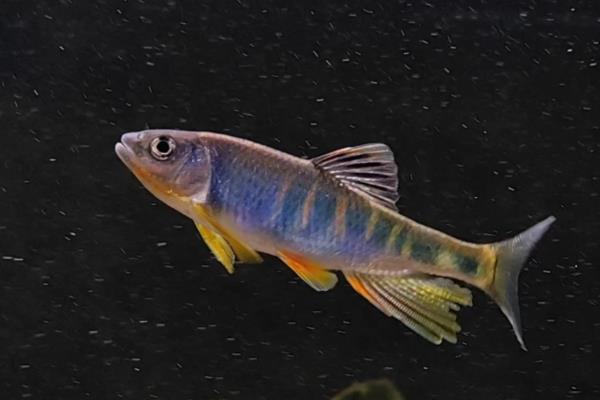 马口鱼的刺有没有毒，马口鱼的刺没有毒