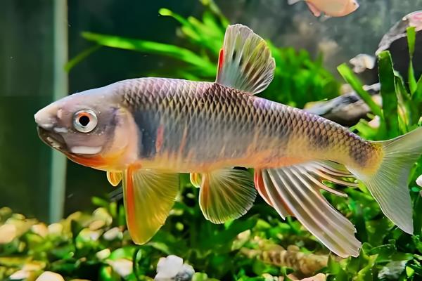 马口鱼的刺有没有毒，马口鱼的刺没有毒