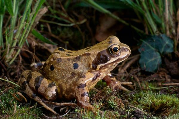 林蛙简介，广泛分布于欧洲、亚洲、北美洲等地