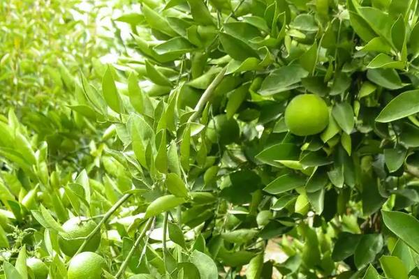 砂糖橘的控梢保果方法，主要有以下5种方式