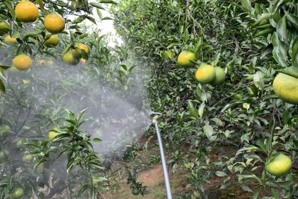 砂糖橘的控梢保果方法，主要有以下5种方式