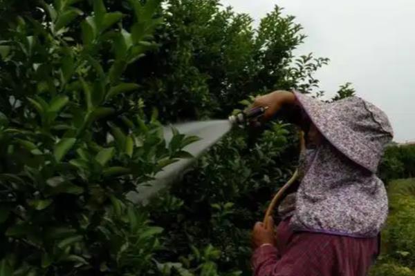 砂糖橘的控梢保果方法，主要有以下5种方式