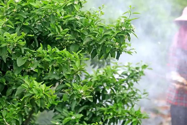 砂糖橘的控梢保果方法，主要有以下5种方式