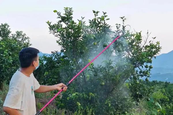 砂糖橘的控梢保果方法，主要有以下5种方式