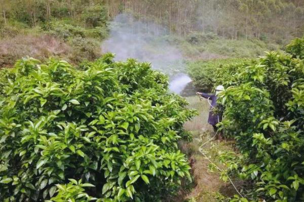 砂糖橘的控梢保果方法，主要有以下5种方式