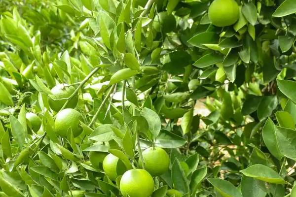 砂糖橘的控梢保果方法，主要有以下5种方式