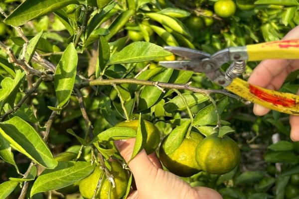 砂糖橘的控梢保果方法，主要有以下5种方式