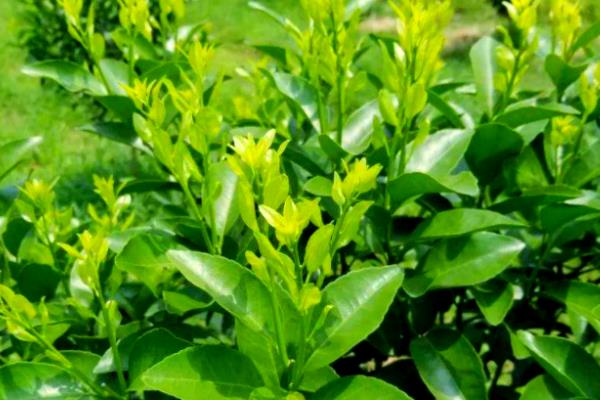 砂糖橘的控梢保果方法，主要有以下5种方式