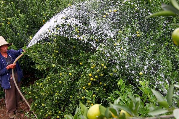 砂糖橘的控梢保果方法，主要有以下5种方式