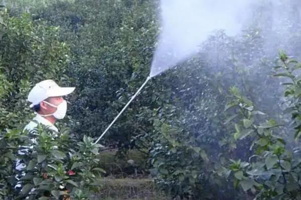 砂糖橘的控梢保果方法，主要有以下5种方式