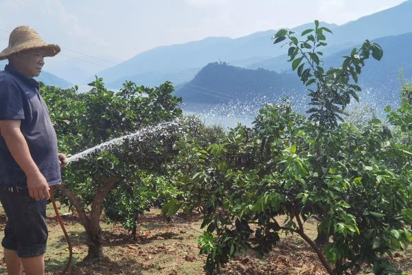 砂糖橘的控梢保果方法，主要有以下5种方式