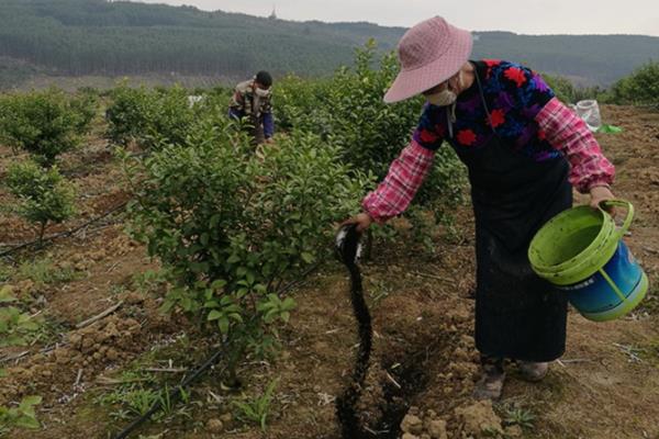 砂糖橘的控梢保果方法，主要有以下5种方式