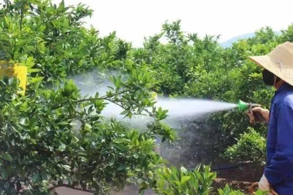 砂糖橘的控梢保果方法，主要有以下5种方式