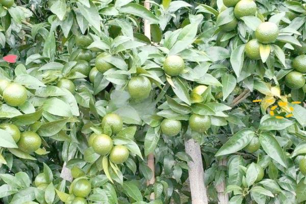 砂糖橘的控梢保果方法，主要有以下5种方式