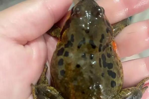 林蛙简介，广泛分布于欧洲、亚洲、北美洲等地