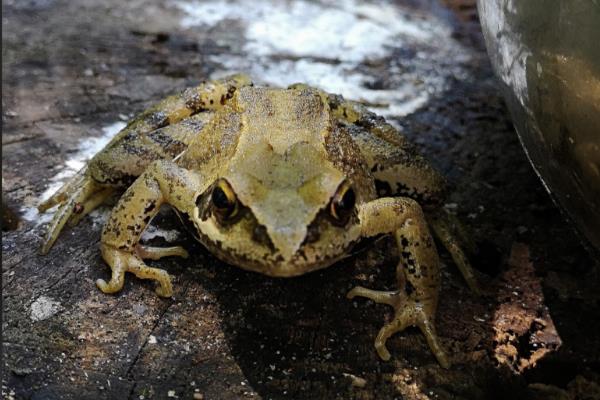 林蛙简介，广泛分布于欧洲、亚洲、北美洲等地