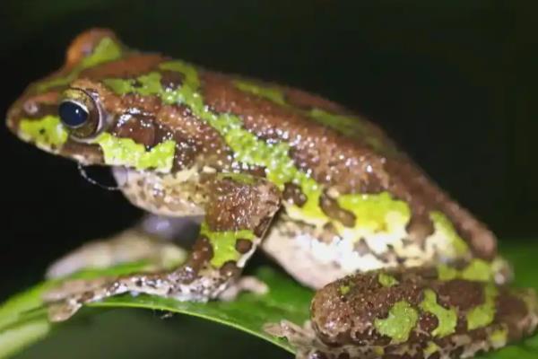 林蛙简介，广泛分布于欧洲、亚洲、北美洲等地
