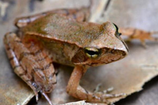 林蛙简介，广泛分布于欧洲、亚洲、北美洲等地