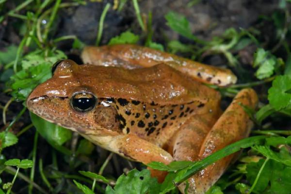 林蛙简介，广泛分布于欧洲、亚洲、北美洲等地