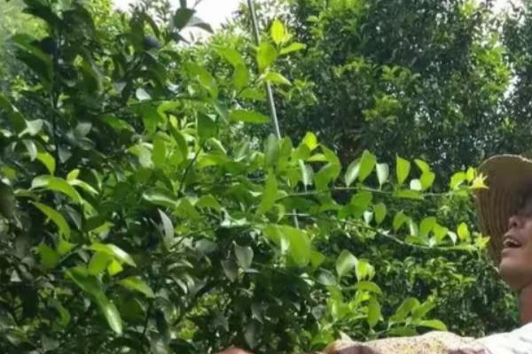 砂糖橘的控梢保果方法，主要有以下5种方式