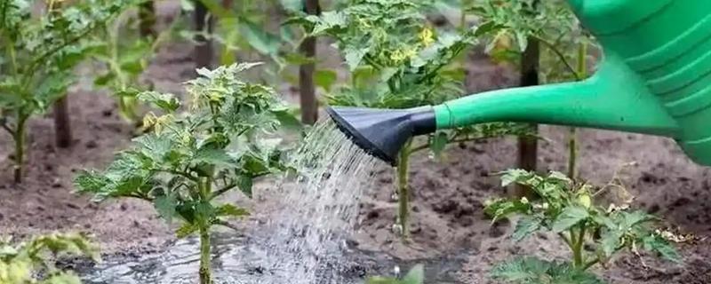 番茄如何科学浇水，不同生长期的浇水方法不同