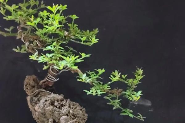 盆景的制作方法，在春秋两季进行