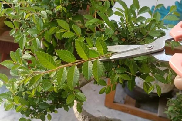 盆景的制作方法，在春秋两季进行