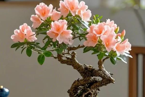 盆景的制作方法，在春秋两季进行