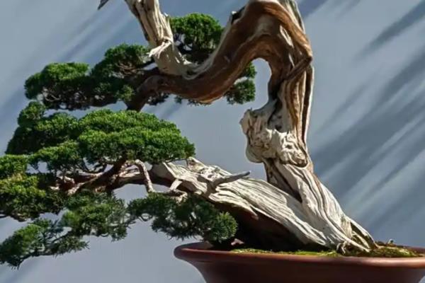 盆景的制作方法，在春秋两季进行