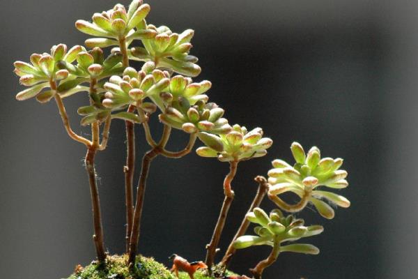 盆景的制作方法，在春秋两季进行