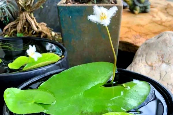 盆景的制作方法，在春秋两季进行