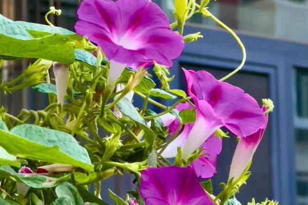 牵牛花如何养殖,将温度控制在18℃-23℃