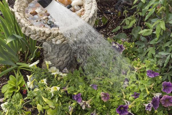 牵牛花如何养殖,将温度控制在18℃-23℃