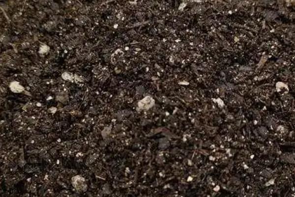 牵牛花如何养殖,将温度控制在18℃-23℃