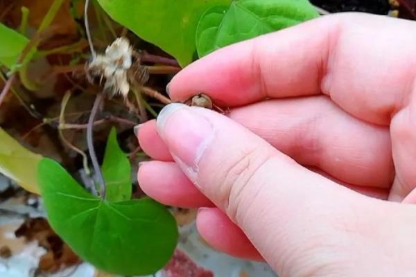 牵牛花如何养殖,将温度控制在18℃-23℃