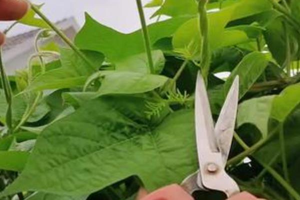 牵牛花如何养殖,将温度控制在18℃-23℃