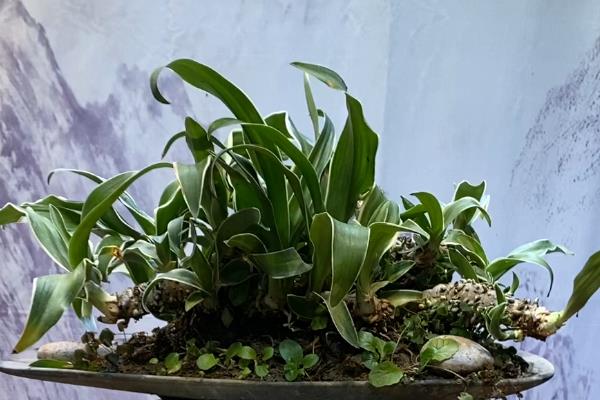 盆景的制作方法，在春秋两季进行