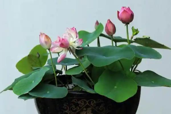 盆景的制作方法，在春秋两季进行