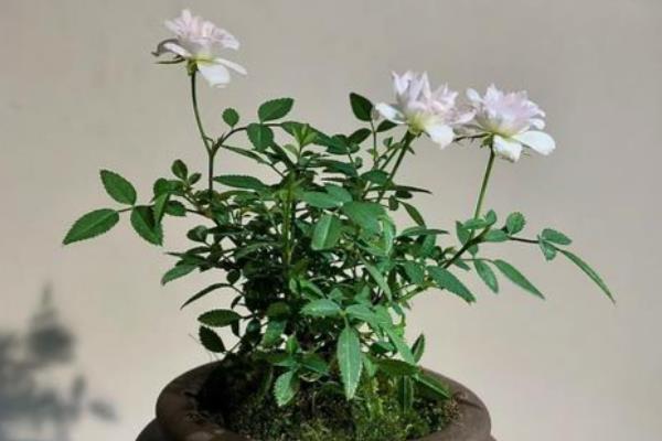 盆景的制作方法，在春秋两季进行