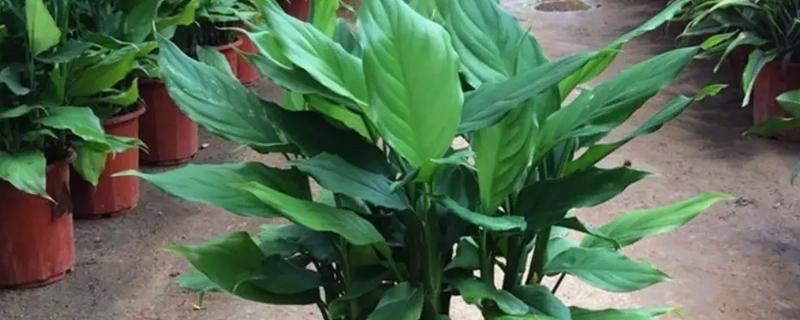 万年青的分株方法，选择春季或秋季进行