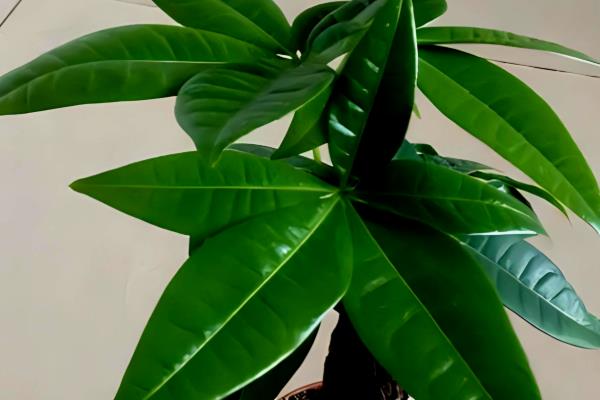 盆景的制作方法，在春秋两季进行