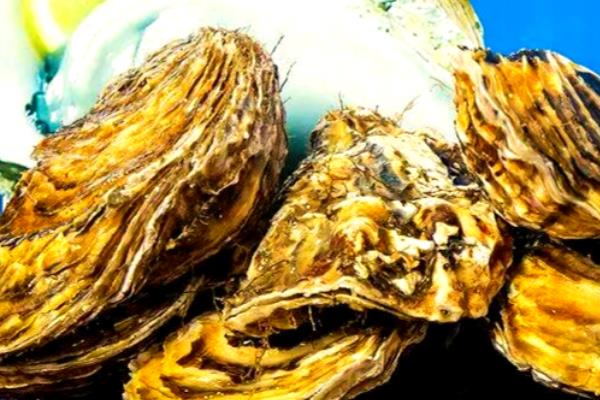 生蚝怎么保鲜,可以清水保存或海水保存等
