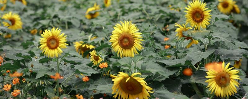 葵花有哪些花语，不同品种代表的含义有区别
