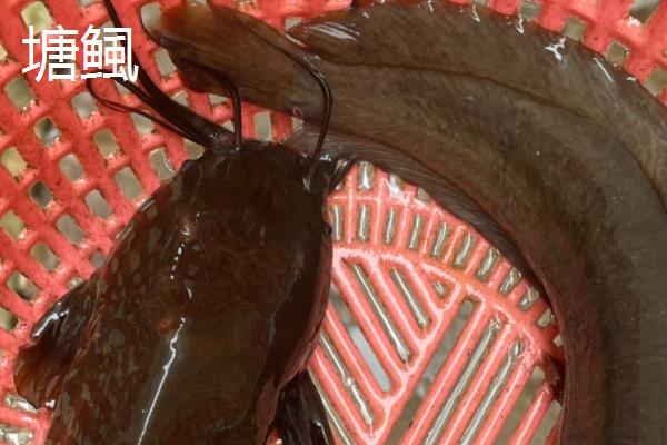 塘鲺如何养殖，水质的酸碱度在6.8-7.5之间