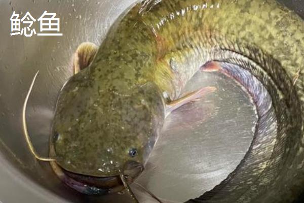 塘鲺如何养殖，水质的酸碱度在6.8-7.5之间