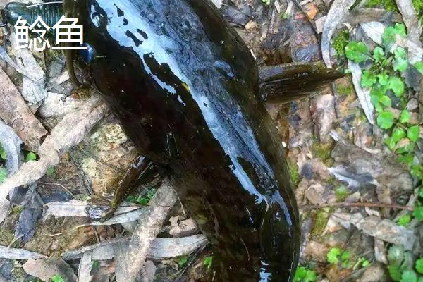 塘鲺如何养殖，水质的酸碱度在6.8-7.5之间