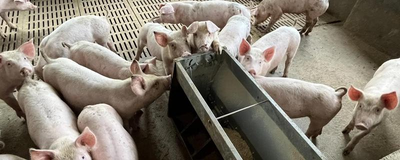 仔猪后腿站不起来如何治疗，需要先看是什么原因所致