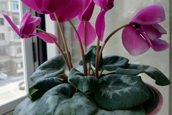 仙客来能用水扦插吗,通常是可以水插的